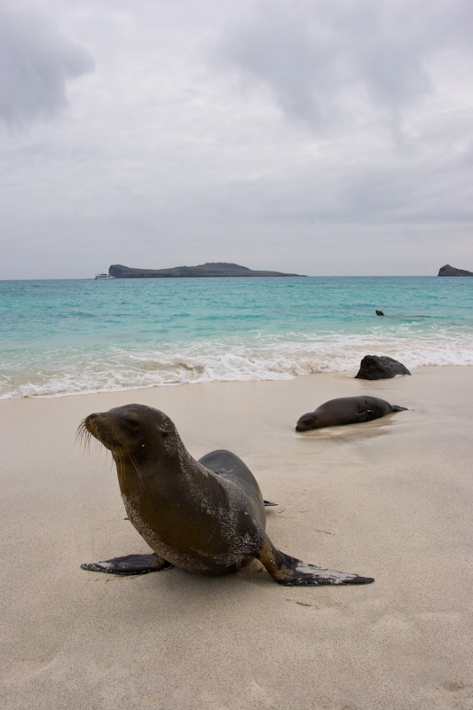 Galápagos Sealions On Beach